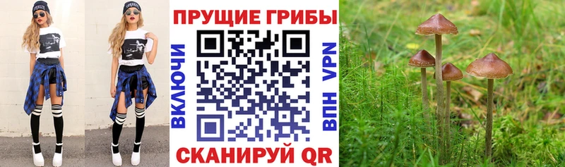 Псилоцибиновые грибы Psilocybe  Яхрома 